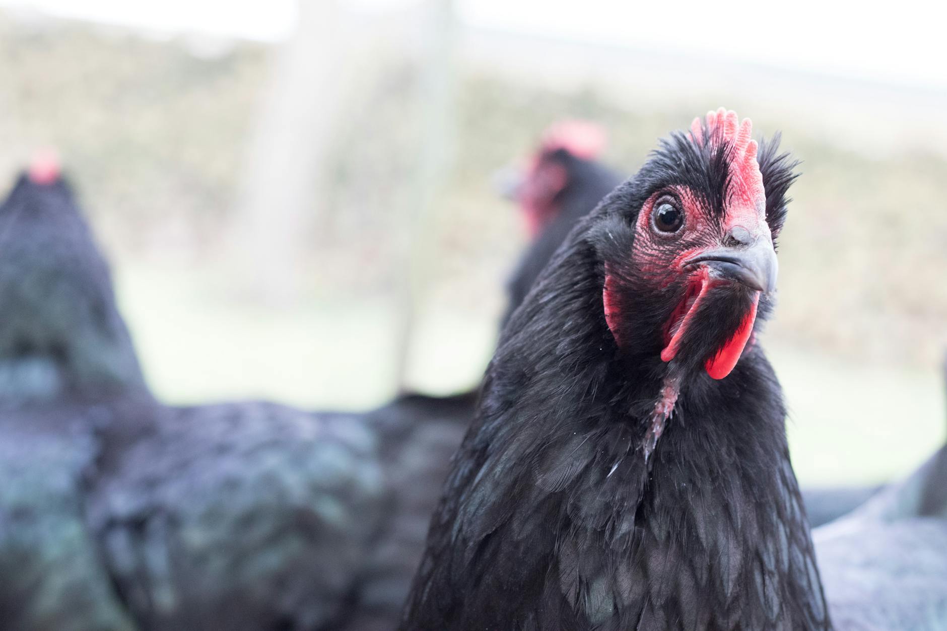 close up photo of ayam cemani chicken
